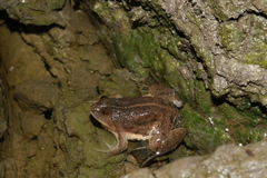 Occidozyga lima