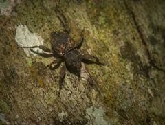 Methidrysis afflicta