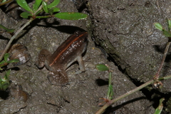 Occidozyga martensii