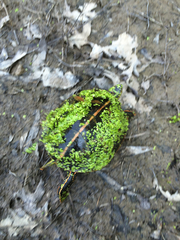 Chrysemys dorsalis