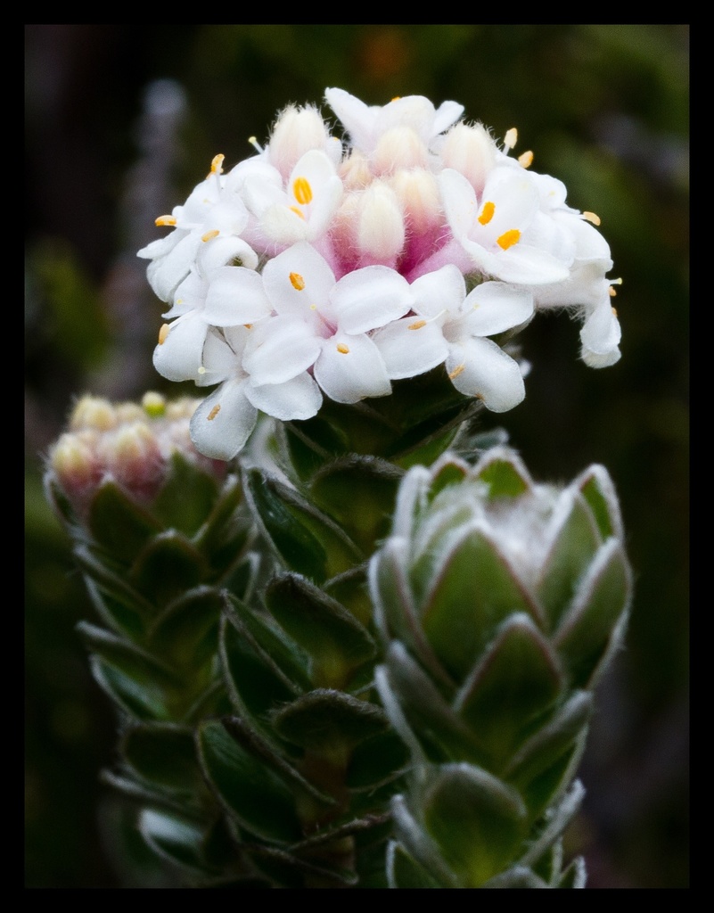 Pimelea sericea