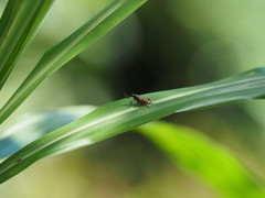 Cercidocerus erubescens