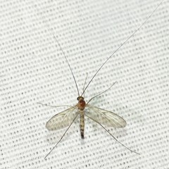 Macrocera