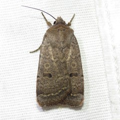 Abagrotis
