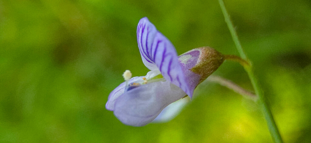 얼치기완두 from 69 Gaiberg, Germany on 2024년 07월 26일 (금)... 오후 by grinnin · iNaturalist 얼치기완두 (Vicia tetrasperma)