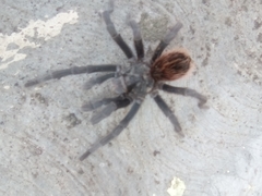Theraphosinae