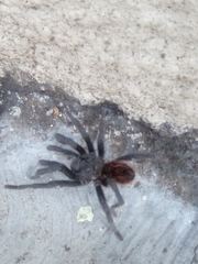 Theraphosinae