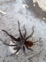 Theraphosinae