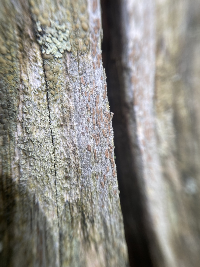 Xylographa carneopallida