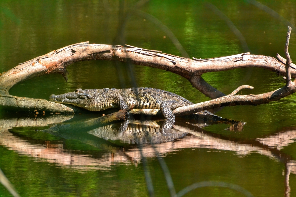 Cocodrilo de Pantano (Crocodylus moreletii) · NaturaLista Mexico