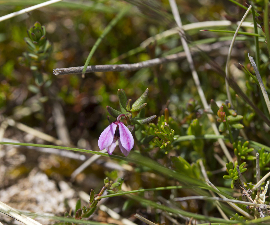 Tetratheca procumbens