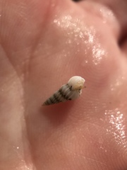 Epitonium indianorum