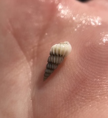 Epitonium indianorum