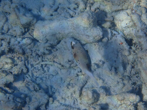 Blackspotted Puffer (Arothron nigropunctatus)