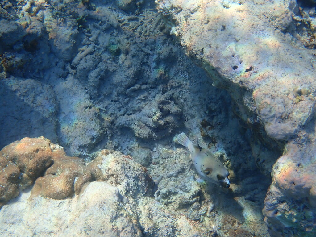 Blackspotted Puffer (Arothron nigropunctatus) — recorded at Meno Garden