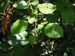 Rubus wallichianus