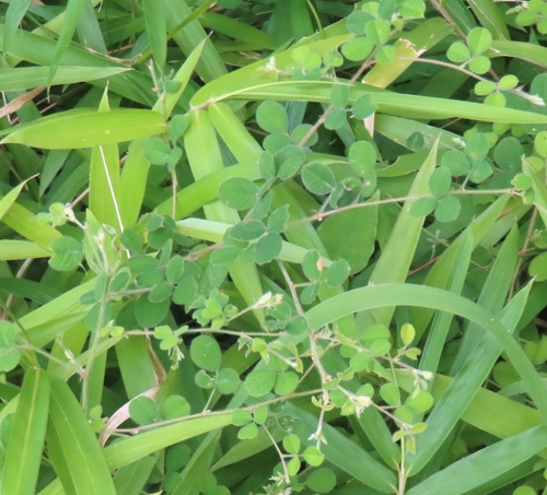 Image of Lespedeza pilosa by (c) mami_t_t, some rights reserved (CC BY)