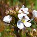 Striate Eyebright - Photo (c) Natalie Tapson, some rights reserved (CC BY-NC-SA)