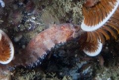 Pavoclinus profundus