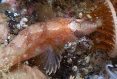 Pavoclinus profundus