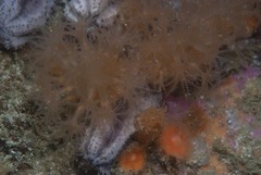 Circularius wilsoni