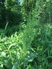 Rumex altissimus