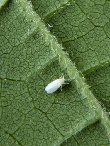 Trialeurodes packardi