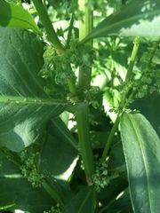 Rumex altissimus