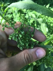 Rumex altissimus