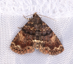 Metalectra richardsi