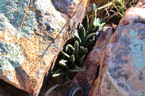Haworthia sordida 2