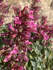 Penstemon clevelandii