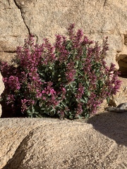 Penstemon clevelandii
