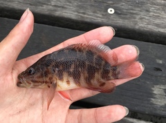 Hypoplectrodes jamesoni