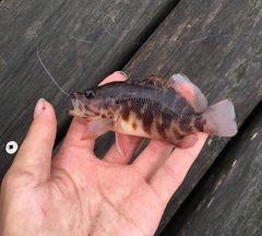 Hypoplectrodes jamesoni