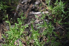 Galium bifolium