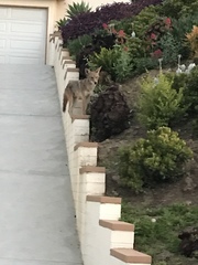 Canis latrans