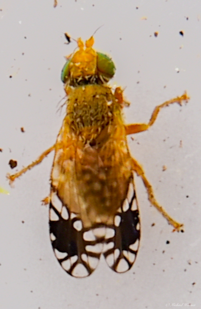 Plaumannimyia imitatrix