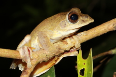 Rhacophorus annamensis