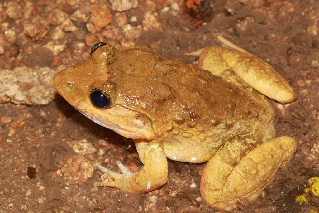 Annam Wart Frog
