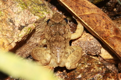 Limnonectes dabanus