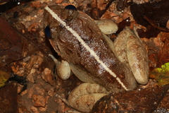 Limnonectes poilani