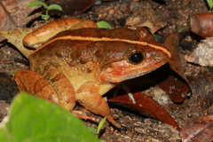 Limnonectes poilani