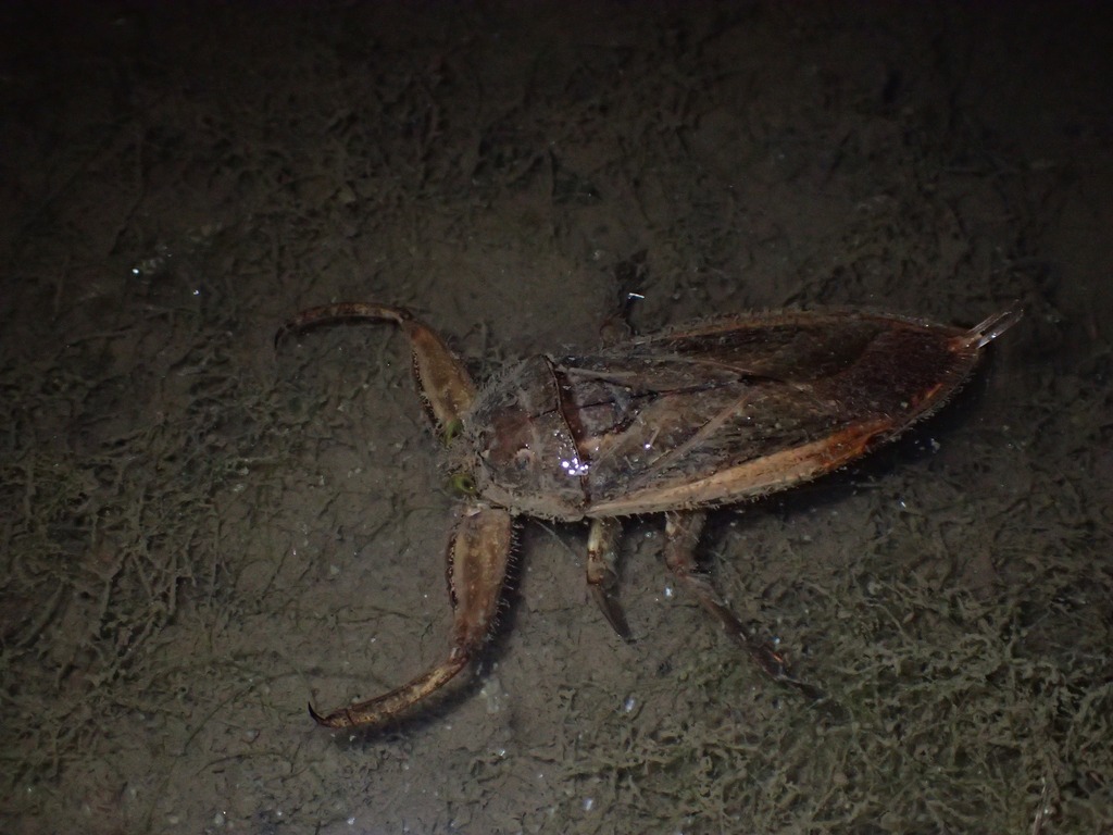 Oriental Giant Water Bug