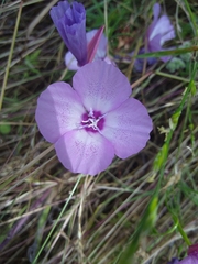Clarkia cylindrica