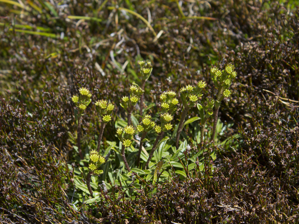 Abrotanella scapigera