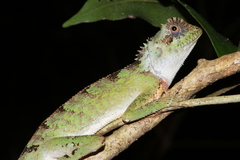 Acanthosaura lepidogaster