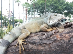 Iguana iguana
