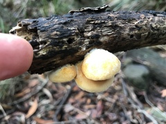 Crepidotus nephrodes