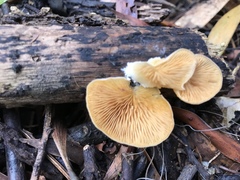 Crepidotus nephrodes